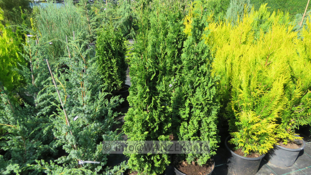 Thuja occidentalis DeGroots Spire mitte und Goldy rechts.JPG